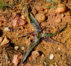 Ledebouria apertiflora