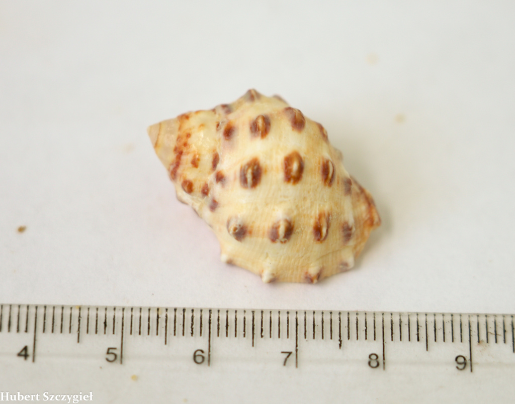 Mancinella echinulata
