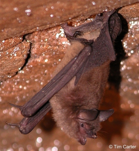 Gray Bat