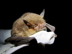Gray Myotis photo 2