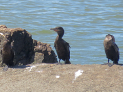 Nannopterum brasilianum