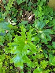 Thaumatophyllum bipinnatifidum