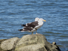 Larus dominicanus