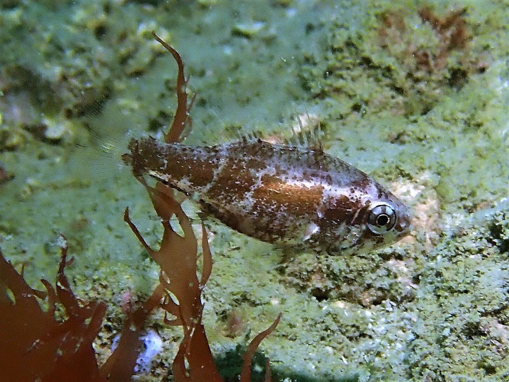 Coral Siphonfish