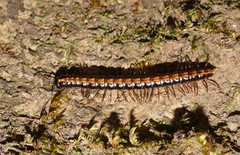 Isocladosoma maculatum