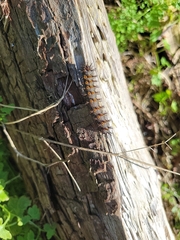 Hemileuca maia