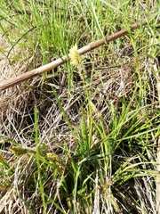 Carex hirta