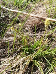Carex hirta