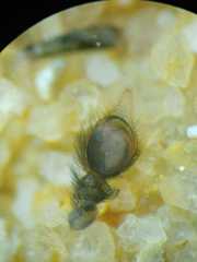 Spartaeus spinimanus