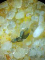 Spartaeus spinimanus