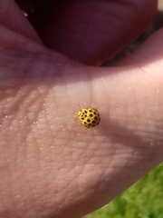 Psyllobora vigintiduopunctata