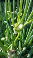 Allium proliferum