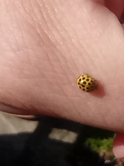 Psyllobora vigintiduopunctata