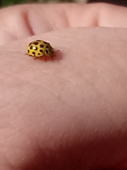 Psyllobora vigintiduopunctata