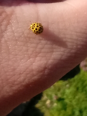 Psyllobora vigintiduopunctata