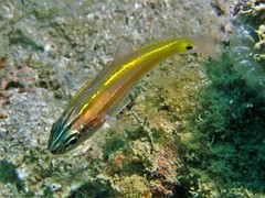 Ostorhinchus cavitensis