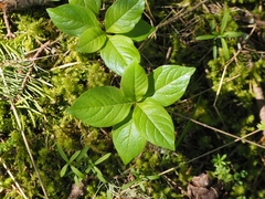 Lysimachia latifolia