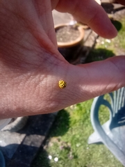 Psyllobora vigintiduopunctata