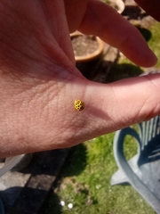 Psyllobora vigintiduopunctata