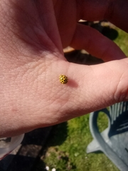 Psyllobora vigintiduopunctata