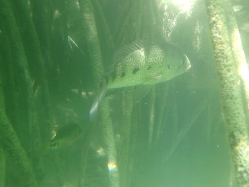 Bay Snook