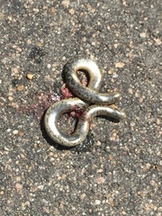 Afrotyphlops schlegelii