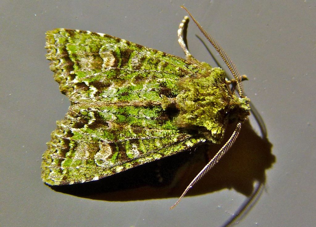 Green Carpet Owlet