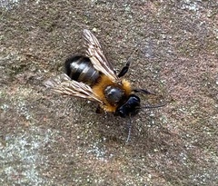 Andrena scotica