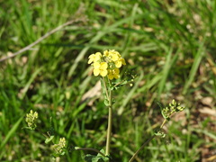 Brassica rapa