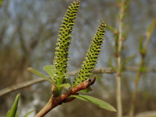 Purple Willow