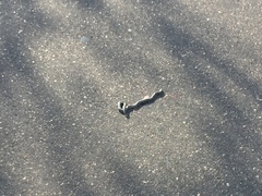 Afrotyphlops schlegelii