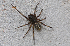 Steatoda albomaculata