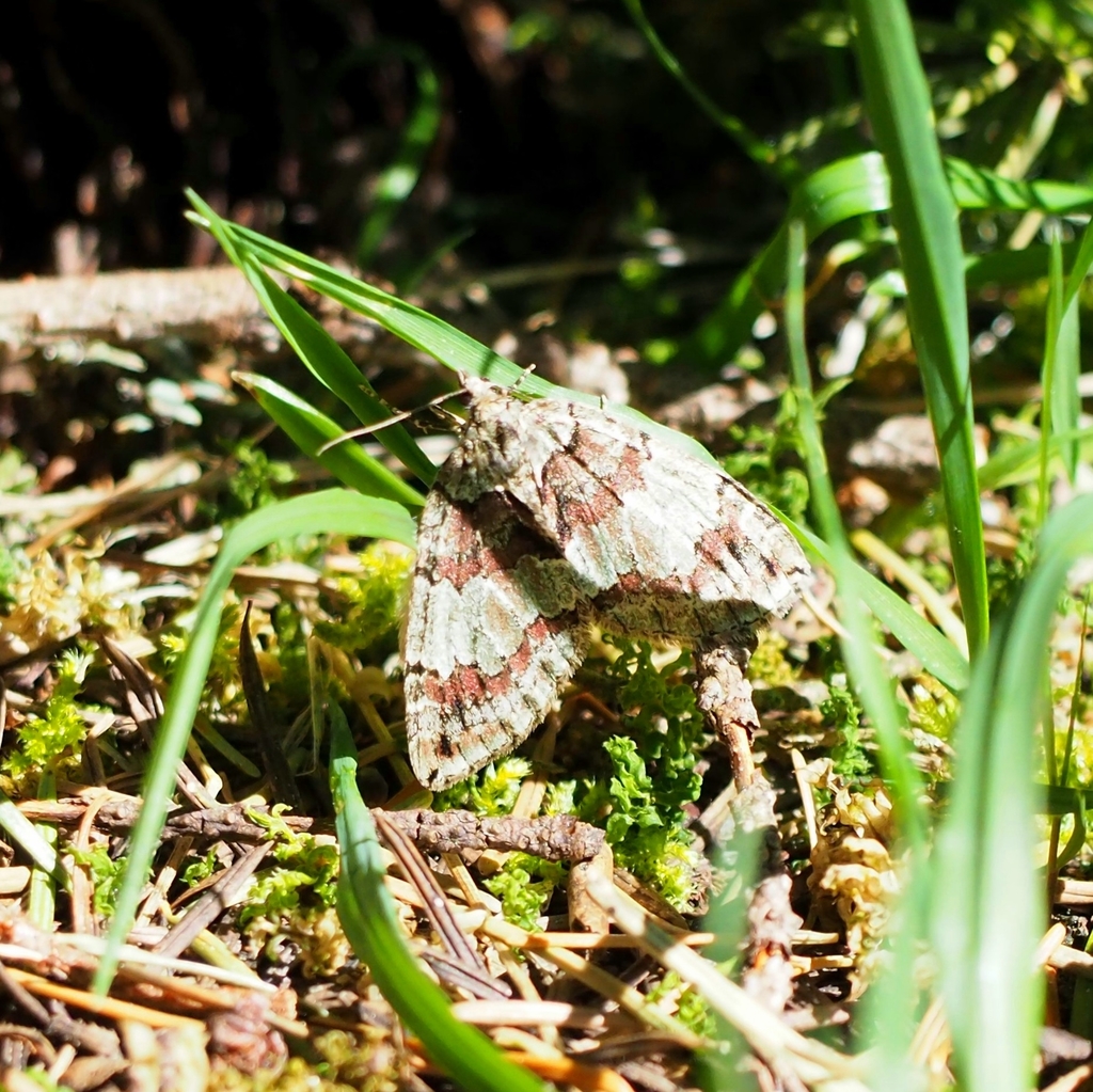 Furious Carpet Moth