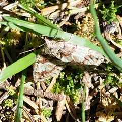 Hydriomena irata