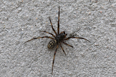 Steatoda albomaculata