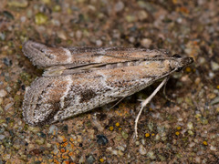 Euzopherodes lutisignella