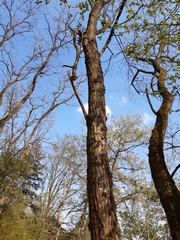 Robinia pseudoacacia