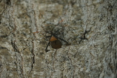 Acanthocephala thomasi