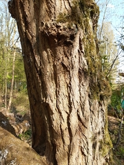 Robinia pseudoacacia