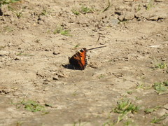 Aglais urticae