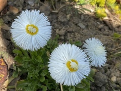 Asteraceae