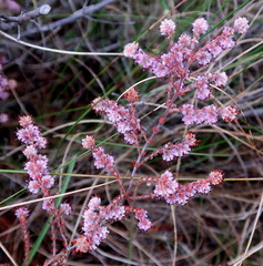 Erica similis