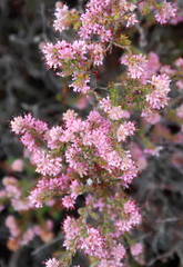Erica similis