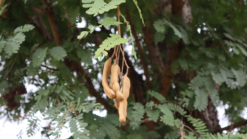 Tamarind