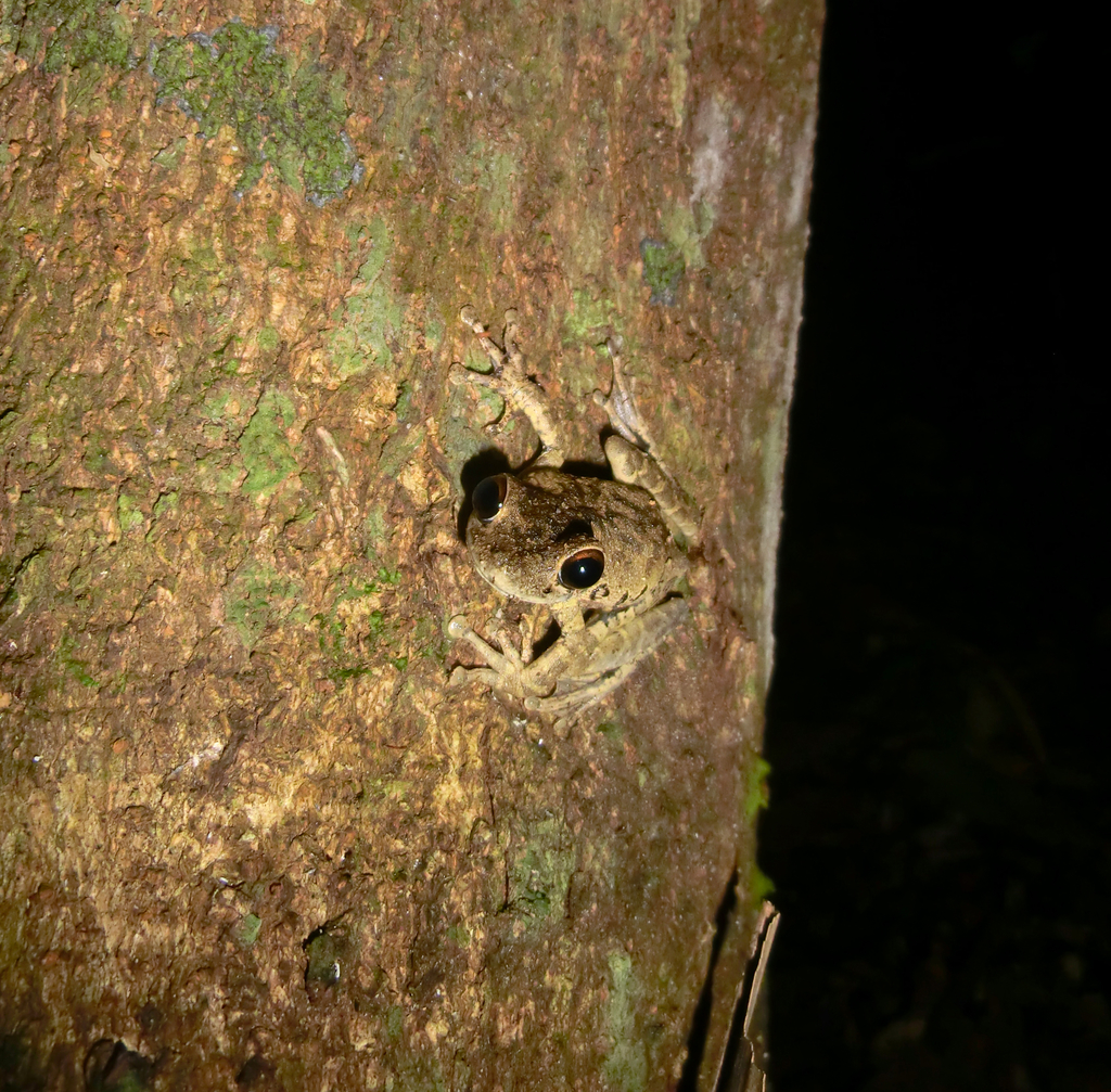 Pearson's Slender-Legged Treefrog