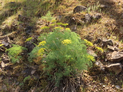Lomatium klickitatense