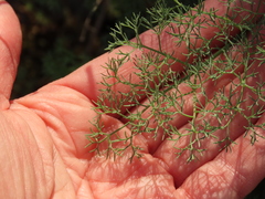Lomatium klickitatense