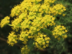 Lomatium klickitatense
