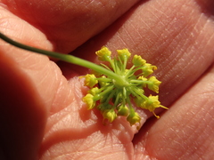 Lomatium klickitatense