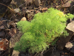 Lomatium klickitatense